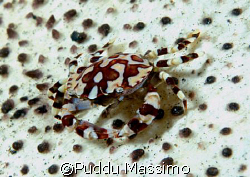 manado,nikon d70s,60mm macro by Puddu Massimo 